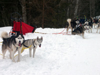 Huskies Erleben